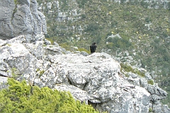 0850-Reis Zuid-Afrika2007